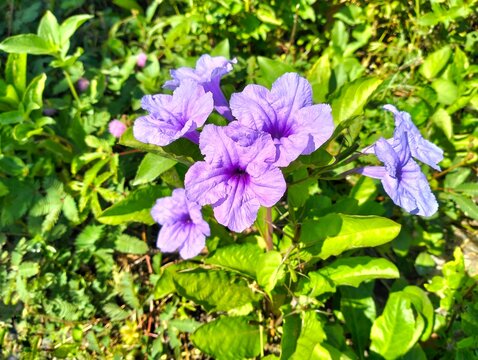 Violet wild petunia or Ruellia humilis (Kencana Ungu) blooming amidst lush green foliage.
