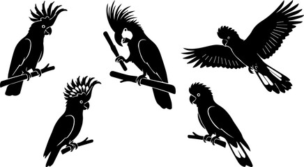 Cockatoo Parrot Bird Black Silhouette Set Vector Wildlife Tropical Illustration Clipart © MinhajulIslam