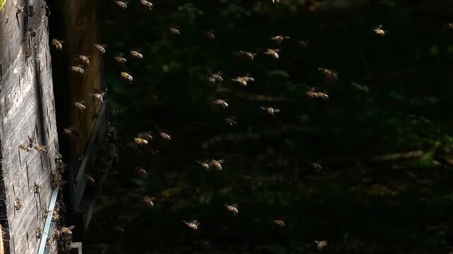 Bee swarm, bees flying. beehive honeybees. 
