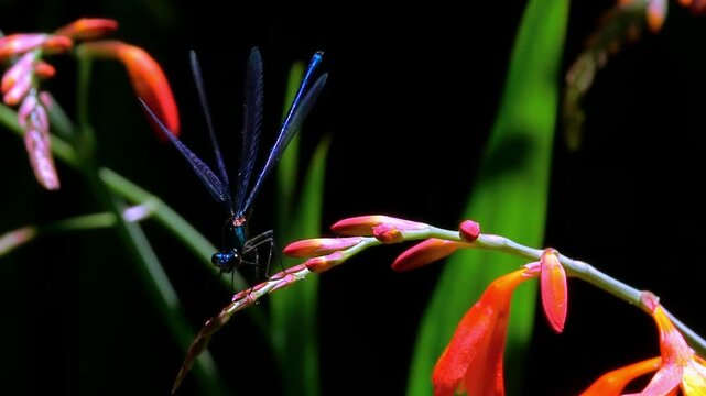 Dragonfly Landing  on flowers. Black background
