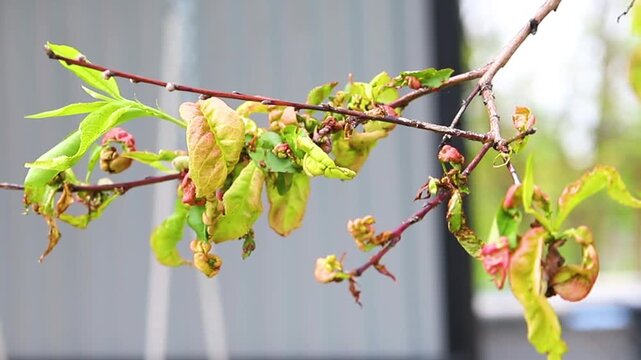 Twisting of peach leaves caused by fungus or cold. Restoration of the tree.
