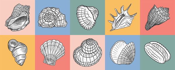 Vintage-style sketches of various marine shells arranged in a colorful grid pattern set. Hand-drawn illustrations, vector line art © Liia Lonn