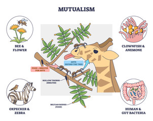 Fototapeta premium Mutualism brief shows species helping each other, giraffe, ants, and acacia tree exchange defense and food, with side examples of pairs for context. Outline diagram
