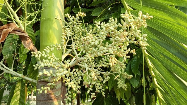 flowers of the palm tree panicle compound flowers
