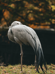 Naklejka premium A grey blue crane standing gracefully on grass background with golden autumn bokeh, ideal for an environmental presentation, lifestyle blog, or modern corporate advertising campaign.