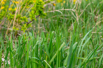 Fototapeta premium Trimmed green lawn grass and dandelion leaves in a summer garden. Freshly mown wild meadow plants close up. Nature background for yard maintenance, landscaping and horticulture concept