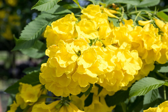 Beautiful yellow bells (tecoma stans) flowers.