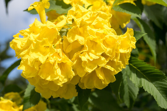 Beautiful yellow bells (tecoma stans) flowers.