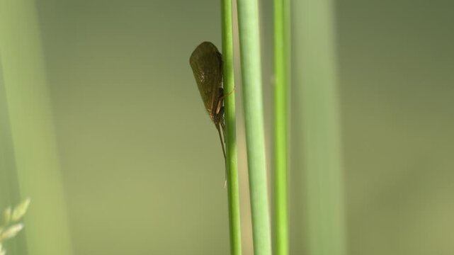 Caddisfly Resting on Reed Stem - 4K Wildlife Slow Motion Shot