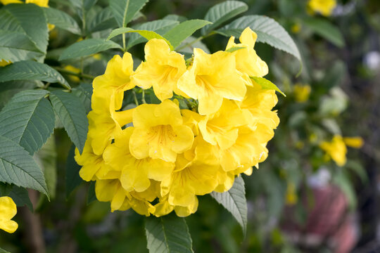 Beautiful yellow bells (tecoma stans) flowers.