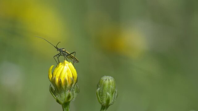 Mirid Bug Turning on Yellow Hawkweed - 4K Wildlife Slow Motion Shot