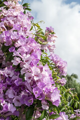 Obraz premium Beautiful Garlic Vine (Mansoa alliaceum) flowers.