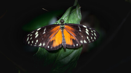 butterfly on a leaf © lazalnik