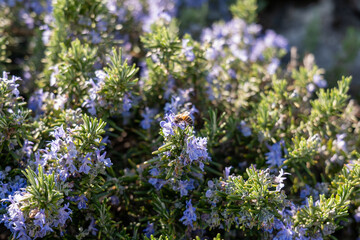 Obraz premium Honey bee collecting pollen on blooming purple rosemary flowers in the garden