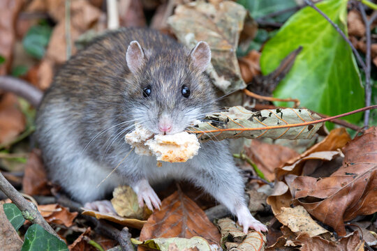Brown rat eating bread
