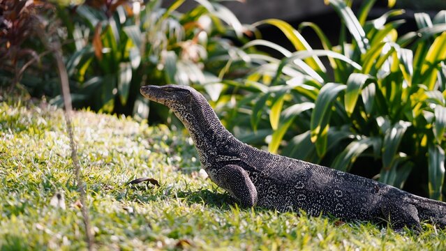 Asian water monitor lizard walking on grass in park with green plants