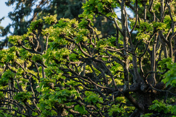 Fototapeta premium Detailed view of sculpted artistic tree branches sprouting vibrant green leaves in a botanical garden for environmental and abstract nature themes