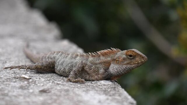 Rack Focus on Oriental Garden Lizard or Calotes versicolor resting on a concrete ledge