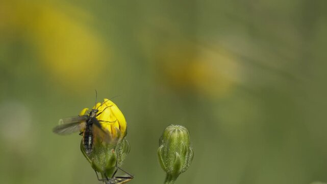 Mirid Bug Surveying Surroundings on Yellow Hawkweed - 4K Wildlife Slow Motion Shot