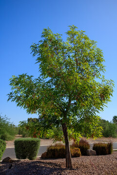 Desert adapted thornless Honey Locust (Gleditsia triacanthos var. inermis) with brown dry seed pods in desert-style xeriscaping, Phoenix, Arizona; back lit shot
