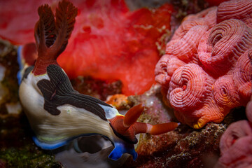 Sea snail @ Komodo, Indonesia © Travel Tips Stories