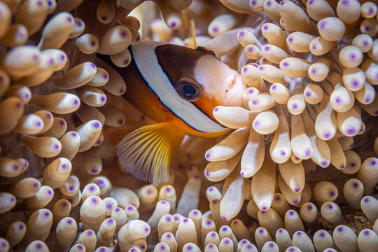 Nemo fish @ Komodo Islands, Indonesia