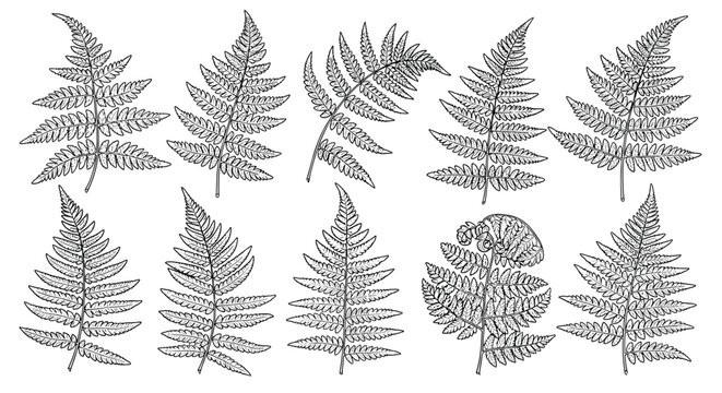 Set of ten unique hand drawn fern leaf illustrations in black ink showing different species and natural growth stages.