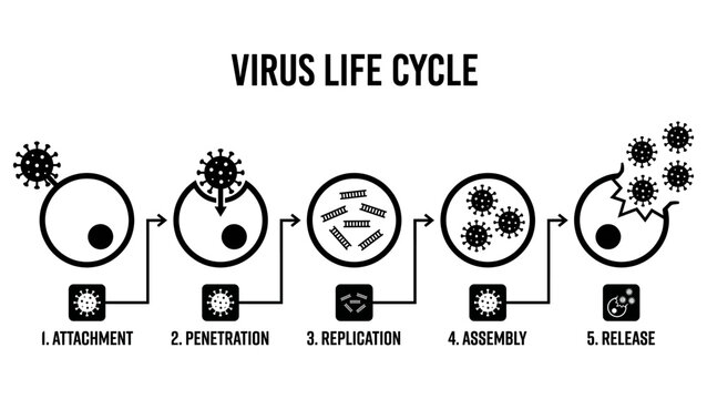 Virus Life Cycle Flat Vector Medical Infographic_26