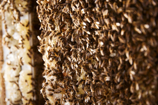 Bees cluster on honeycomb in a rural area during warm weather