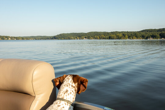 Happy Dog on Pontoon Boat 