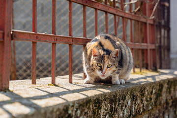 cat on the fence © STELIAN