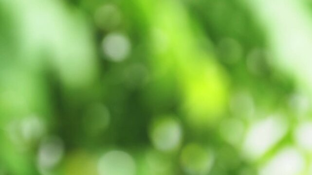 Green leaf foliage bokeh background, nature blur sunlight, abstract soft light through forest canopy, fresh spring calm natural scenery