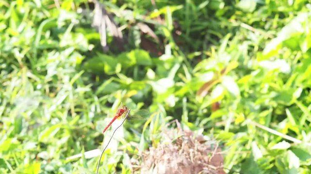 Red dragonfly insect resting on grass stem in green field meadow, macro wildlife nature close up with soft bokeh background, bright sunlight