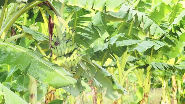 Banana plantation tropical rain over green leaf with banana bunch, agriculture farm field and rainforest banana tree fruit hanging lush canopy