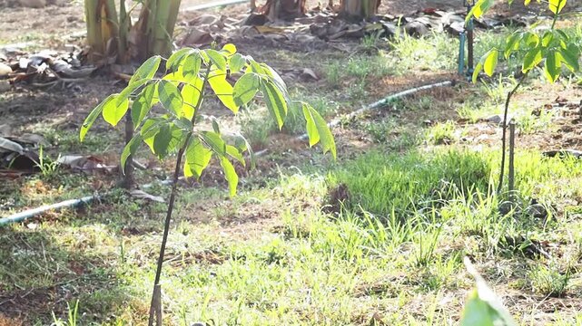 Young rubber tree seedling with green leaf in morning sunlight on plantation soil, tropical farm agriculture field, backlit foliage and grass