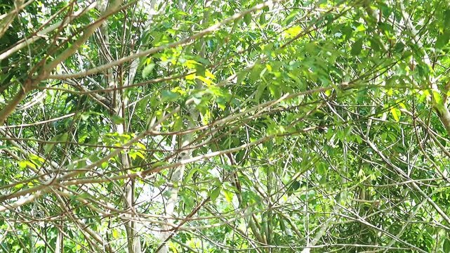 Rubber tree leaf canopy swaying tropical wind, green foliage and branch pattern in tropical forest jungle sunlight, foliage texture among branches