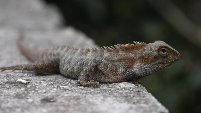 Close up of an alert Oriental Garden Lizard or Calotes versicolor looking unhinged and unbothered by tiny ants on a concrete ledge