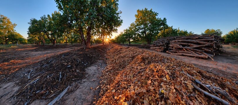 Orchard floor with compost windrows and stacked branches during autumn maintenance