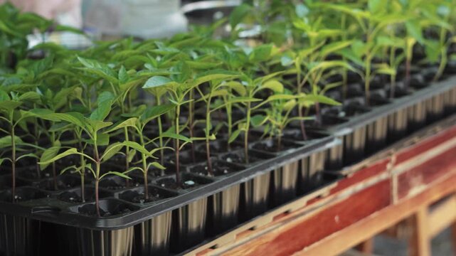 Rows of young green plant seedlings growing in black plastic trays. Agriculture, gardening, and spring greenhouse cultivation concept