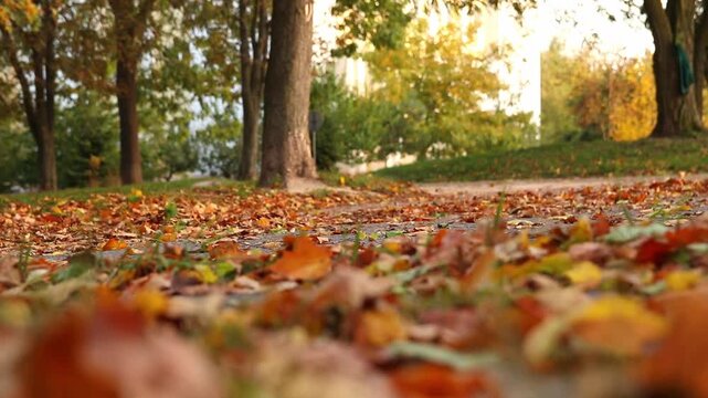 Low angle view of a person walking along a path covered with colorful autumn leaves in a park. Defocused pedestrian legs moving through fallen maple foliage on a sunny day
