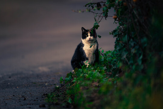 Katze an der Stra&szlig;e