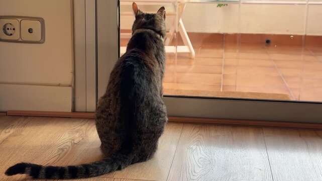 Older Tabby Cat with Collar Gazing Through Window at Brick Wall in Cozy Home Interior