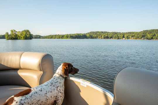 Happy Dog on Pontoon Boat 