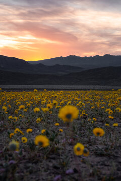 Stunning Desert Super Bloom at Sunset