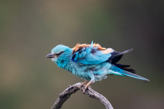 European Roller Shaking Its Colorful Feathers  