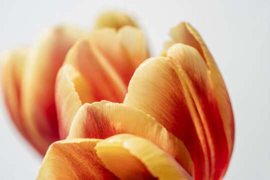 Red and yellow tulips