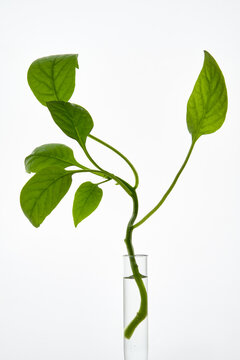 Still Life with Green Plant in a Glass Tube on White Background