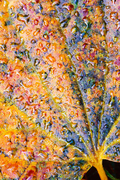 Closeup macro photograph maple leaf autumn colors abstract dewdrops 