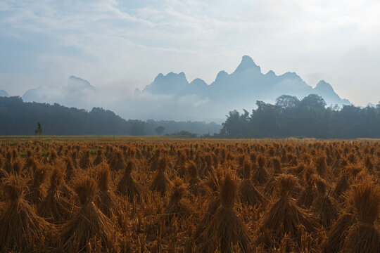 Harvest stacks across field