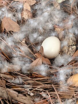 Goose egg  in a bed of dried leaves and cotton down